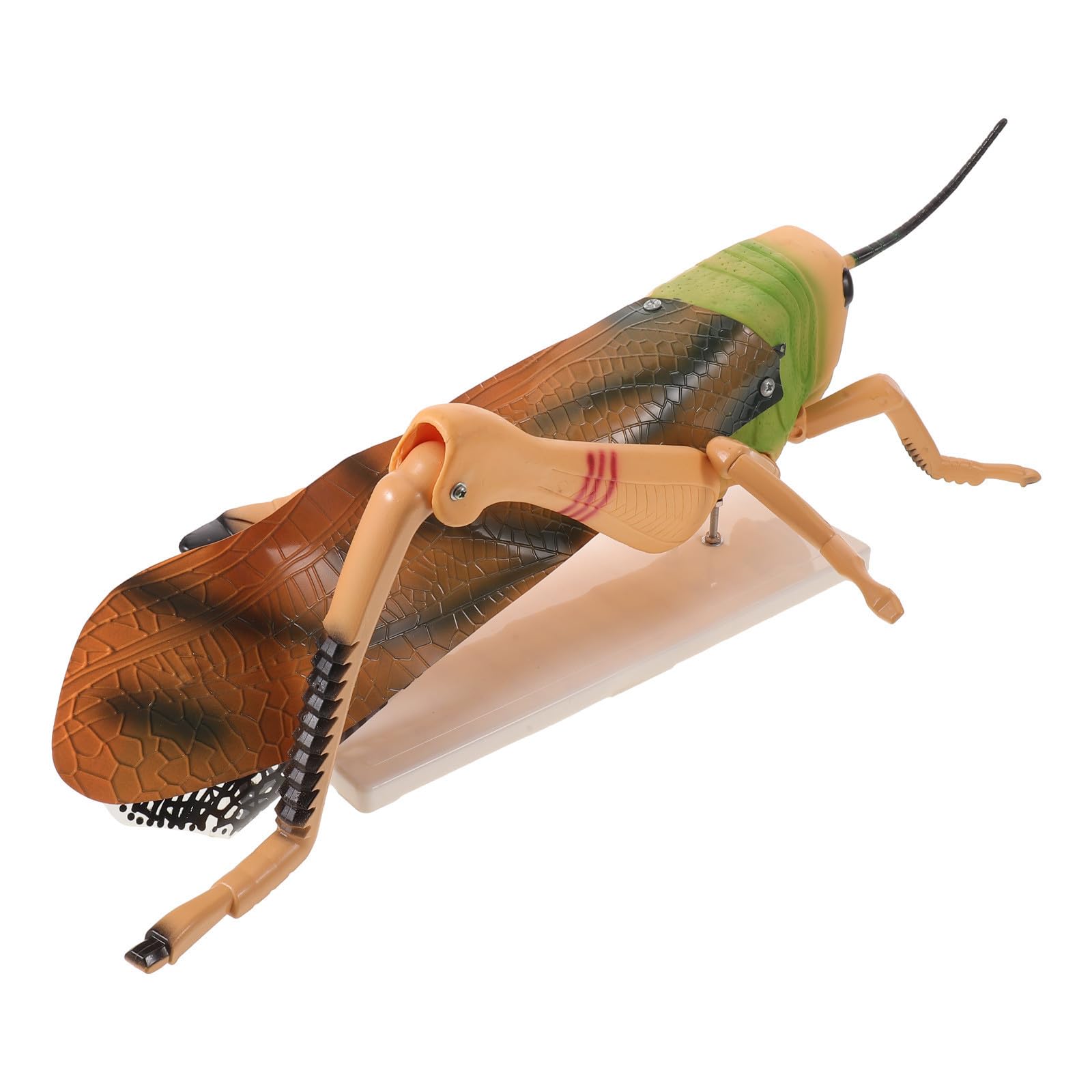 Modelo de Anatomía de Insectos Desmontable para Laboratorio, PVC