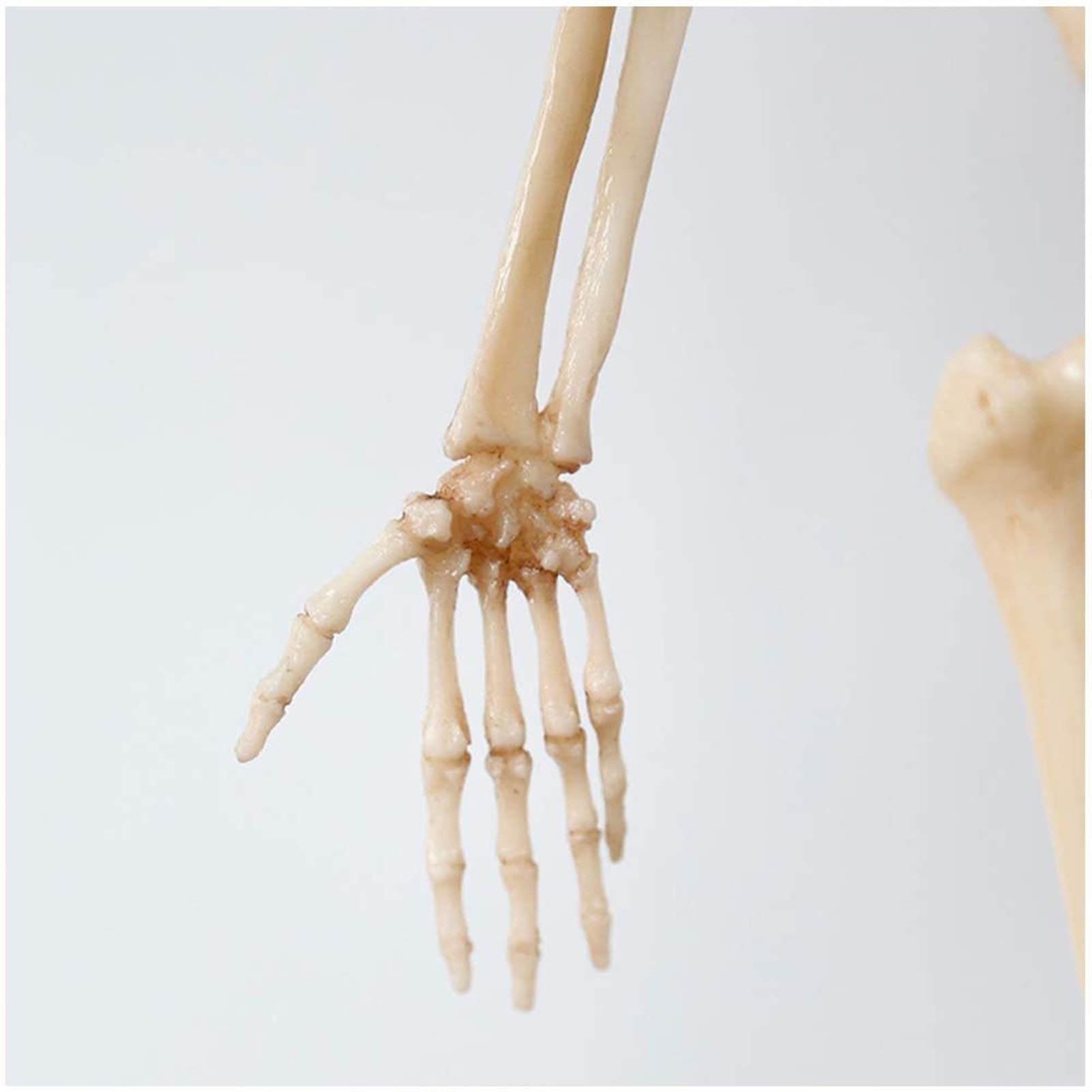 Manekin do rysowania anatomii człowieka - 23 cale / 60 cm Rysunek anatomii kobiety - Model anatomiczny szkieletu mięśni człowieka Odniesienie do szkoły artystycznej Studium i nauczanie