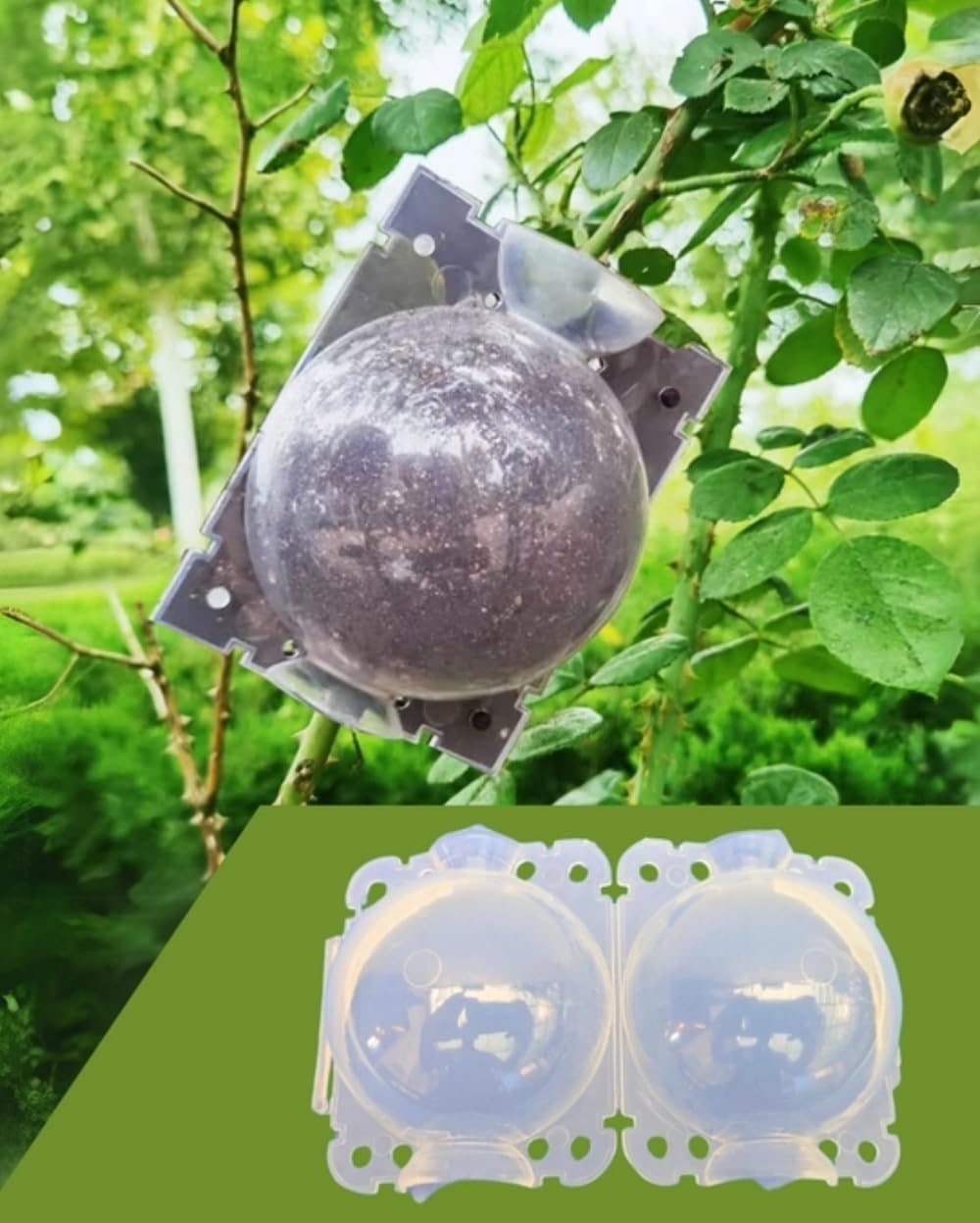 Divine Blossoms 3 Inch Rooting Ball (50)-image-24
