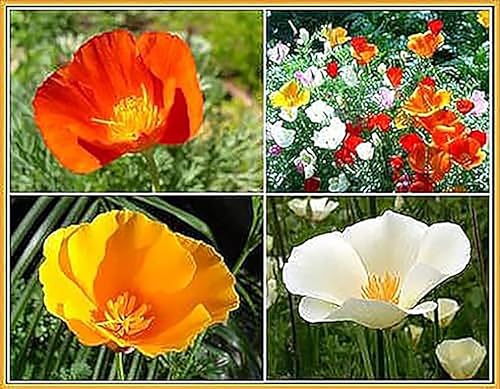 Miniatura 2 de Mezcla California Dreaming de semillas de amapola de California. Aproximadamente 6,000 semillas, sin OMG