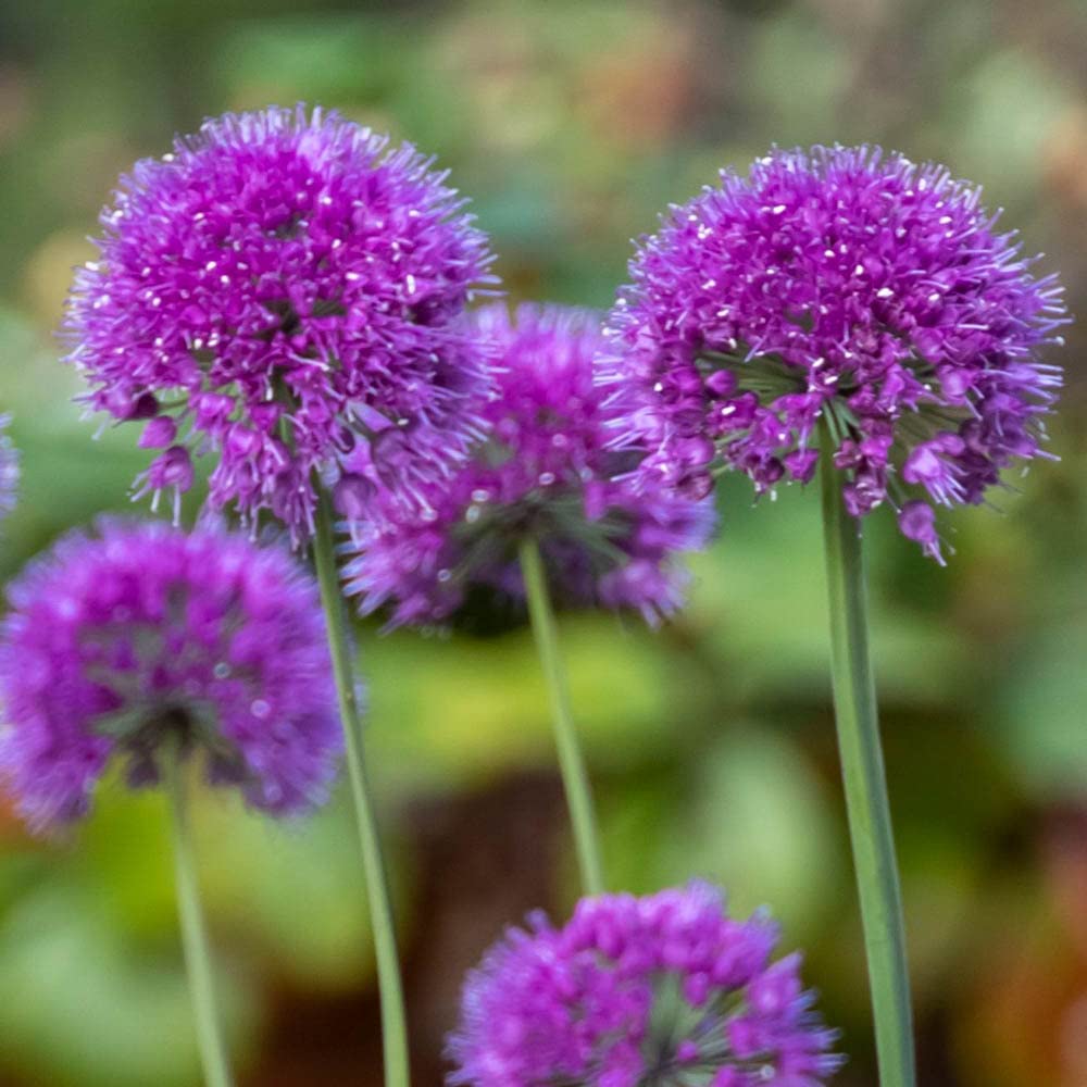 You Garden - 3 x Allium Lavender Bubbles in 9cm Pots