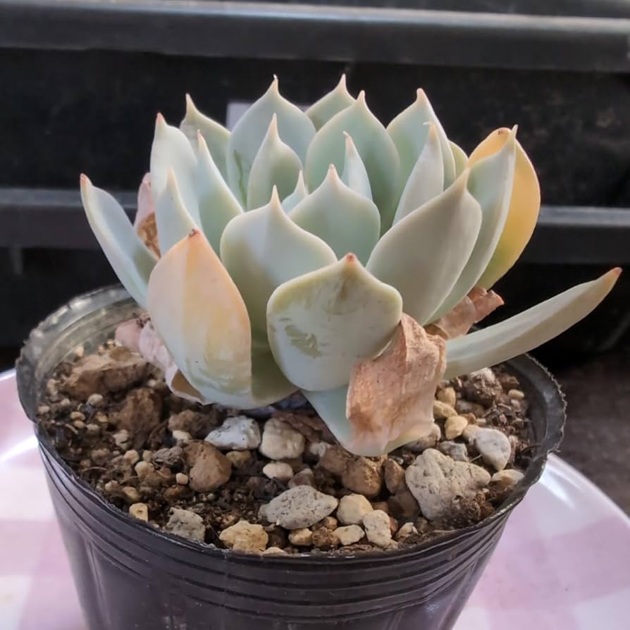 多肉植物 ブルークラウド 抜き苗 エケベリア 【公式通販】