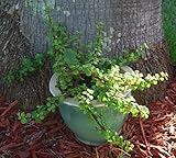 Elephant Bush - Portucalaria Afra Solid Green Bonsai – Mini Jade Tree Plant