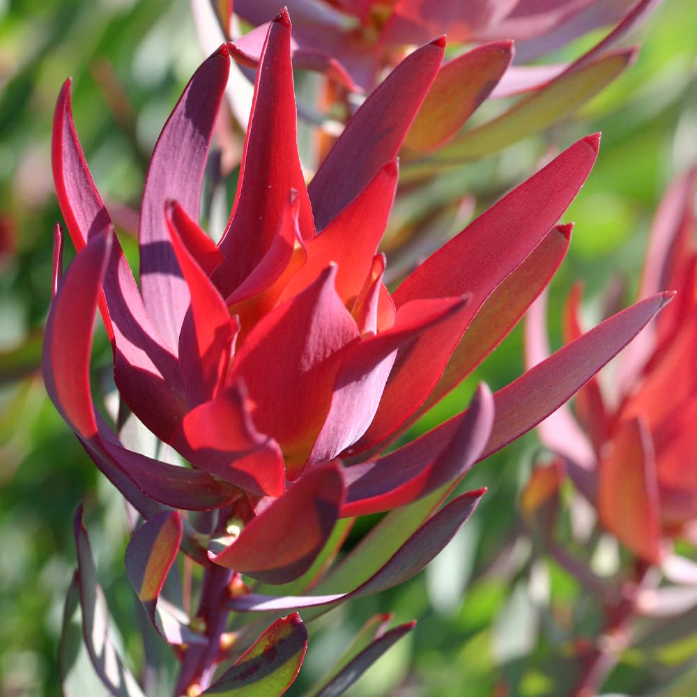 Amazon.co.jp: ITANSE リューカデンドロン・レッドデビル5号鉢