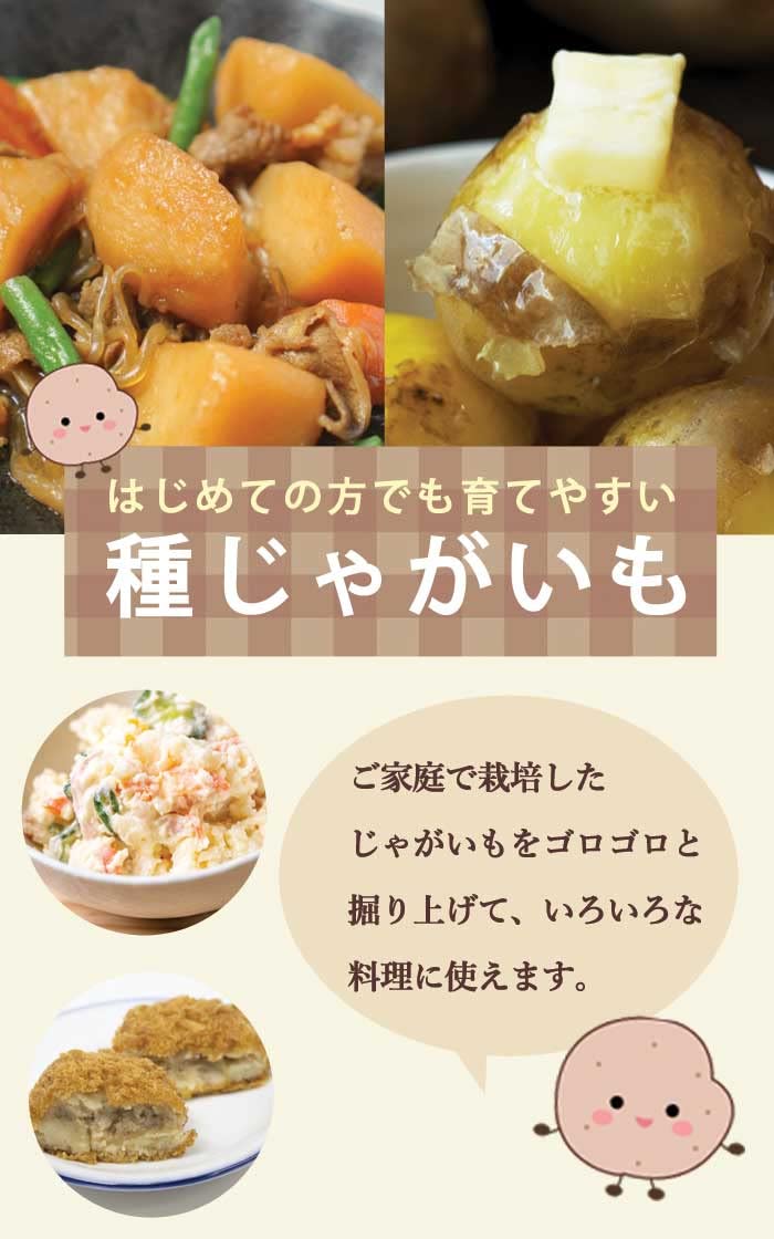 Amazon.co.jp: 種 じゃがいも キタアカリ 1kg 北海道産 芋サイズ：S