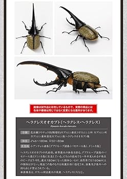 いきもの大図鑑 かぶとむし07　ヘラクレス・ヘラクレス改（黄褐色） Amazon | 【ヘラクレス・ヘラクレス改（黄褐色）】 いきもの大