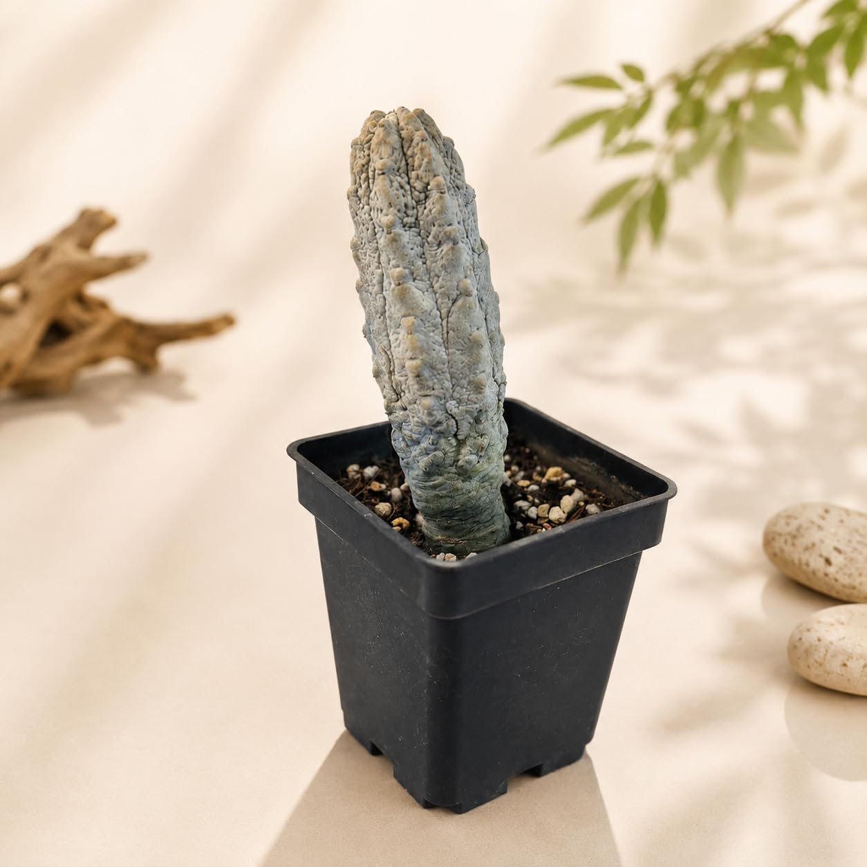 Euphorbia abdelkuri Bare Root 8–11cm – Rare Blue Euphorbia Succulent Plant, Collector's Caudiciform, Easy Care Houseplant