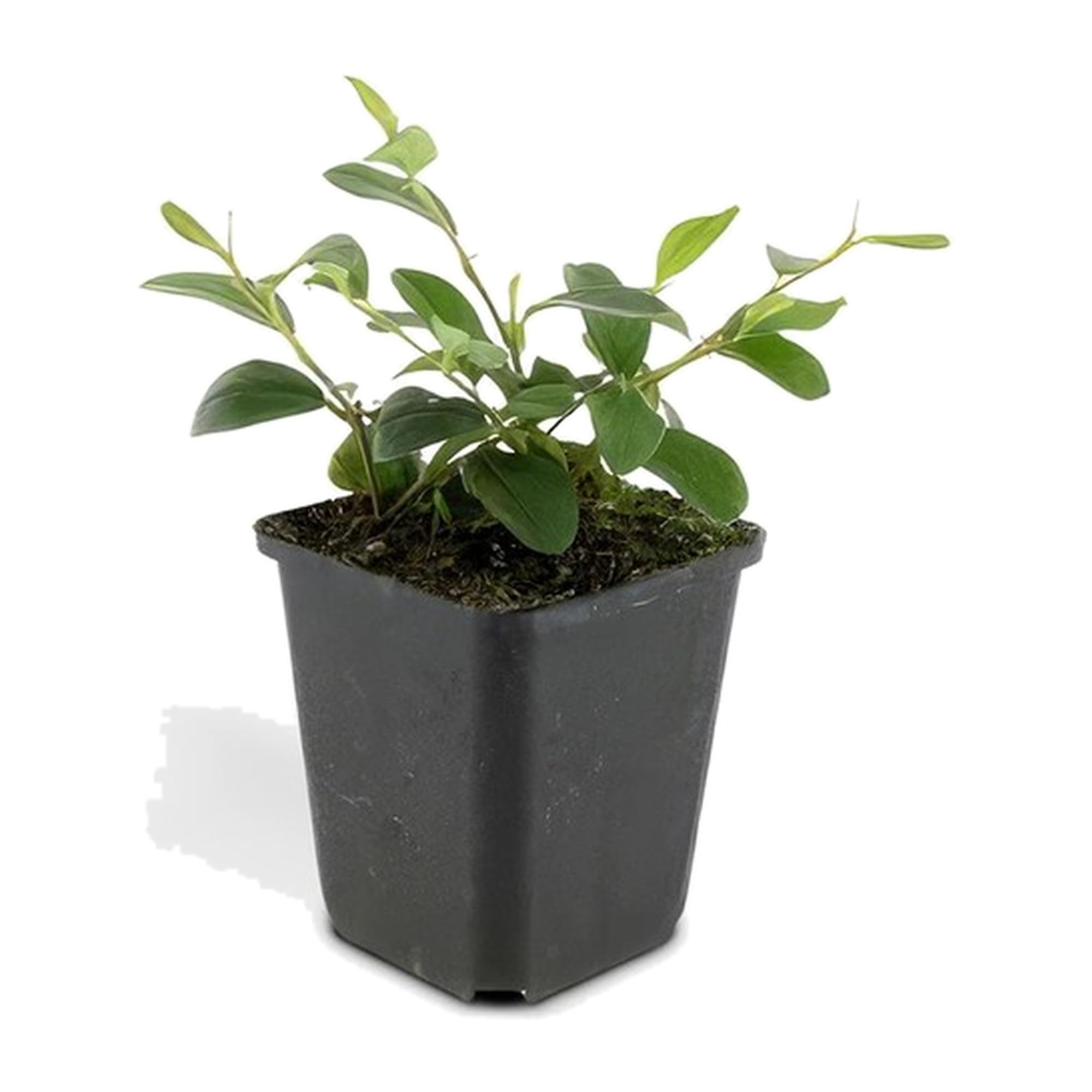 Cotoneaster roślina okrywowa do ogrodu, czerwone jagody, zestaw 60 sztuk, 25 cm, Ø 9 cm