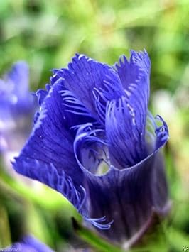 Gentiana crinita (Fringed Gentian) Perennial wildflowers ! 100 Seeds-blue,