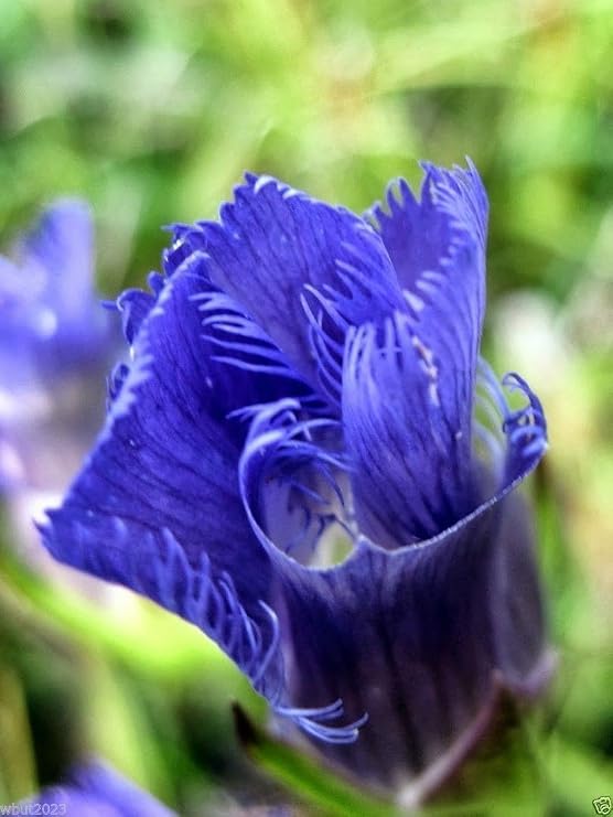 Gentiana crinita (Fringed Gentian) Perennial wildflowers ! 100 Seeds-blue,