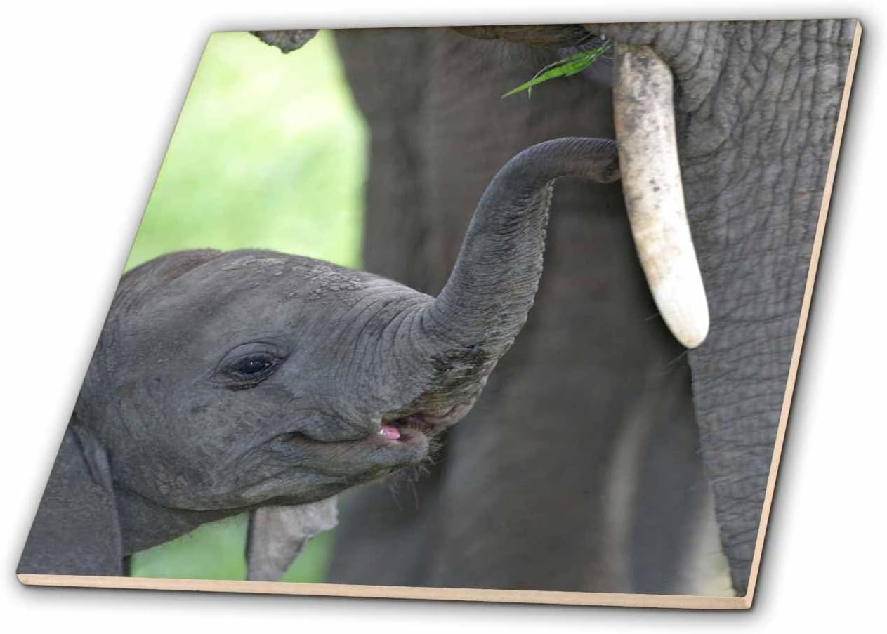 3dRose African Elephant Baby with Mother 6 Inch Ceramic Tile