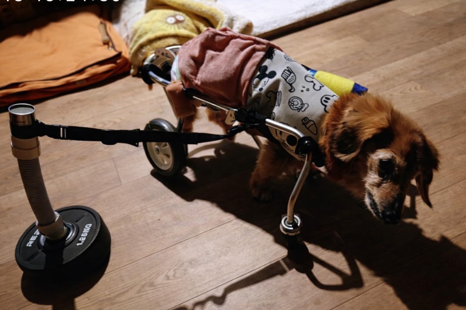 Amazon | Generative AXIS-GCU 犬用車椅子 旋回アタッチメント 老犬