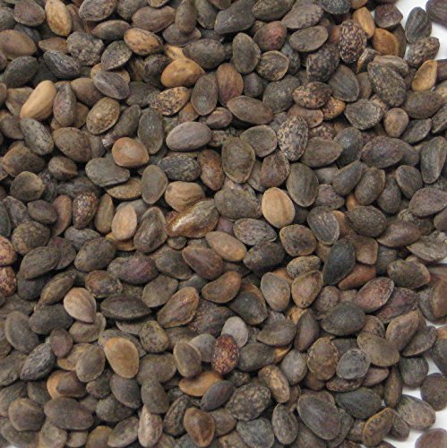 1000 Ponderosa Pine Bonsai Tree Seed Pack Pinus Ponderosa