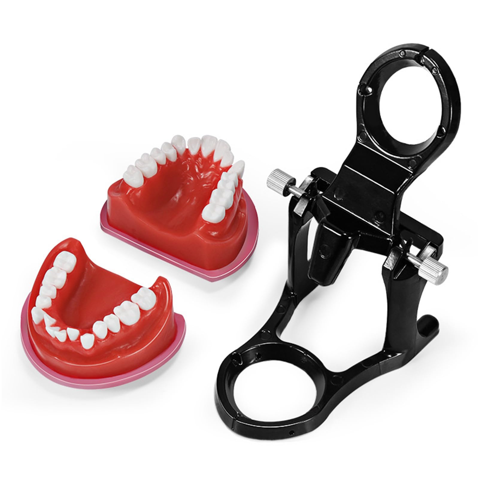 Menschliche Kieferorthopädische Zahnärztliche Zähne Trainingsmodell Typodont Zähne Modell Für Training Studium Lehre Modell