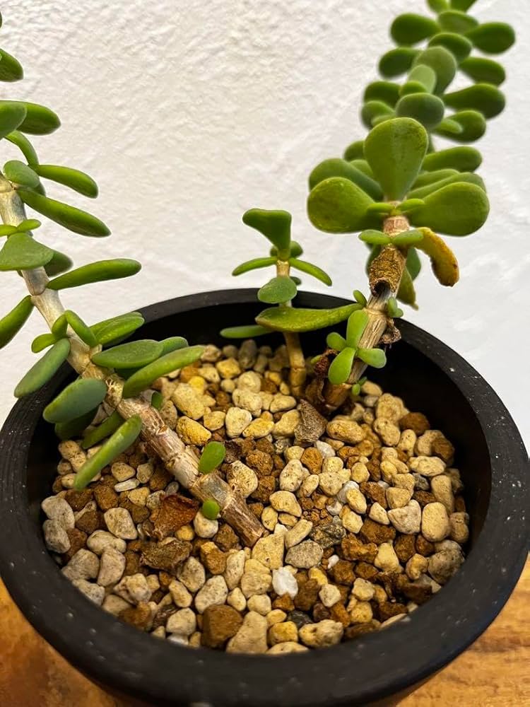 k*ル様 ケラリア　ピグマエア　２　『下えぐれ』 k*ル様 ケラリア ピグマエア 2 『下えぐれ』