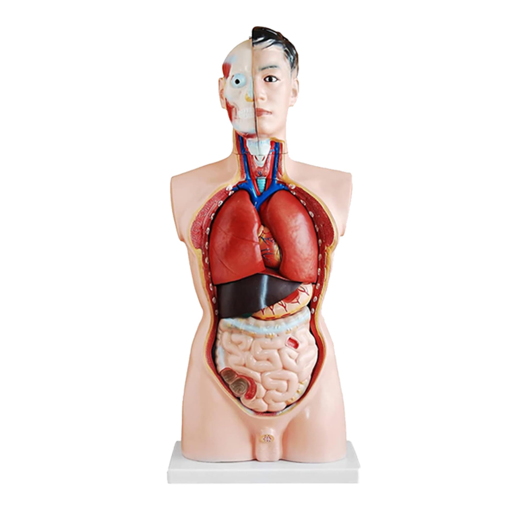 Anatomie Modell Torso 85 cm, Detaillierter menschlicher Körper aus PVC mit entnehmbaren Organen für Schule, Studium und Anatomie-Training, Lehrmodell