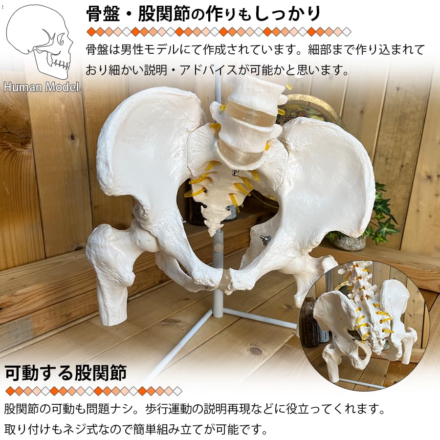 骨格模型　脊椎　背骨 楽天市場】【大阪人体模型センター 正規品】人体模型 骨格模型