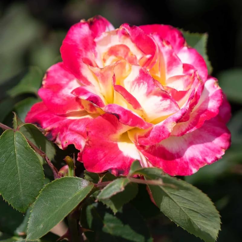 Miniatura 2 de Rose Bush - Planta viva, planta híbrida de rosa de té, 5 a 9 pulgadas de alto, árbol de flores fragantes, bien enraizado para 1 año, sin maceta