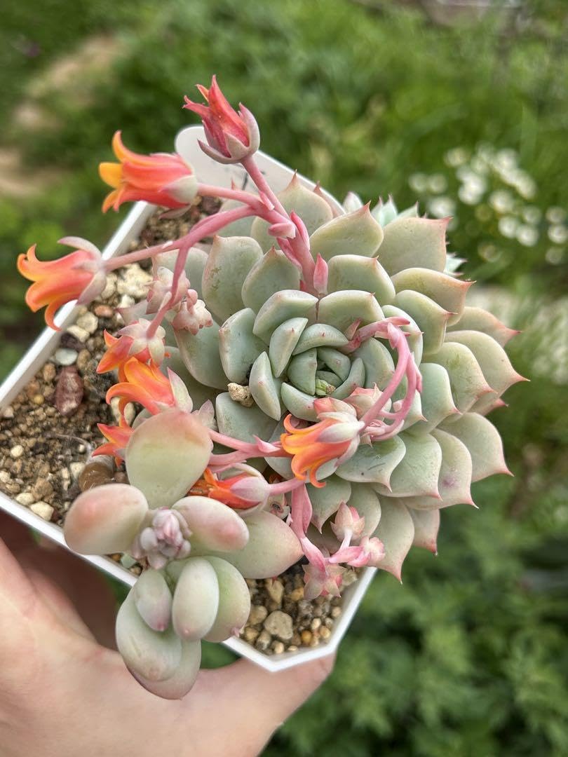 Amazon｜多肉植物 エケベリアTPと桃美人セット 抜き苗｜観葉植物