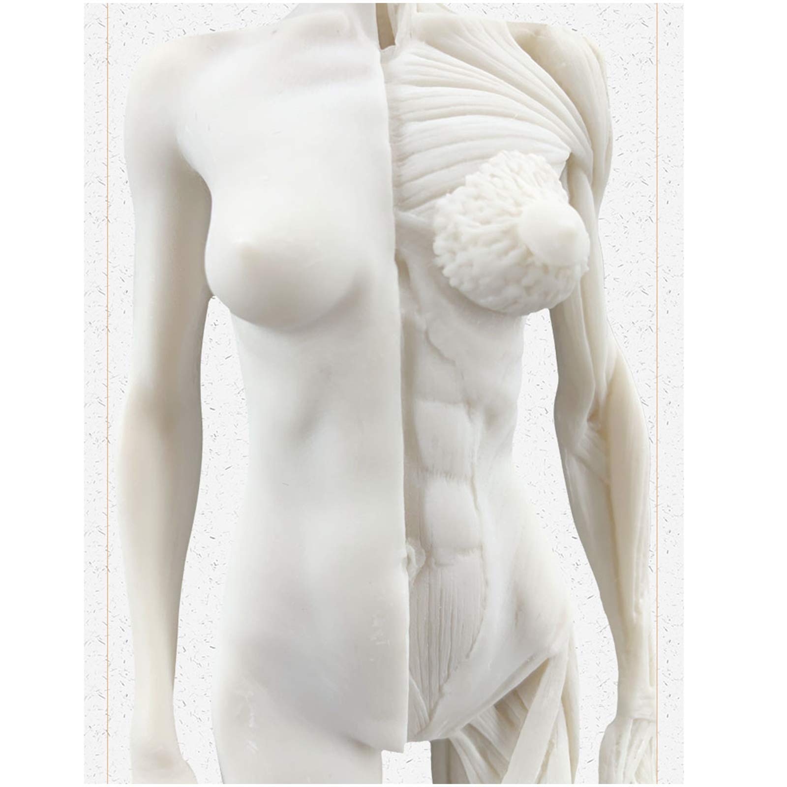 Anatomie Féminine, Modèle Anatomique Musculaire Et Osseux Humain, Crâne, Tête, Croquis, Peinture, Sculpture, Modèle pour Dessin d'artiste, Étude, A