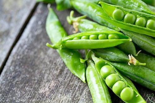 Miniatura 6 de Semillas de guisantes Little Marvel para plantar, más de 50 semillas tradicionales por paquete, semillas de jardín de Isla (semillas de jardín de