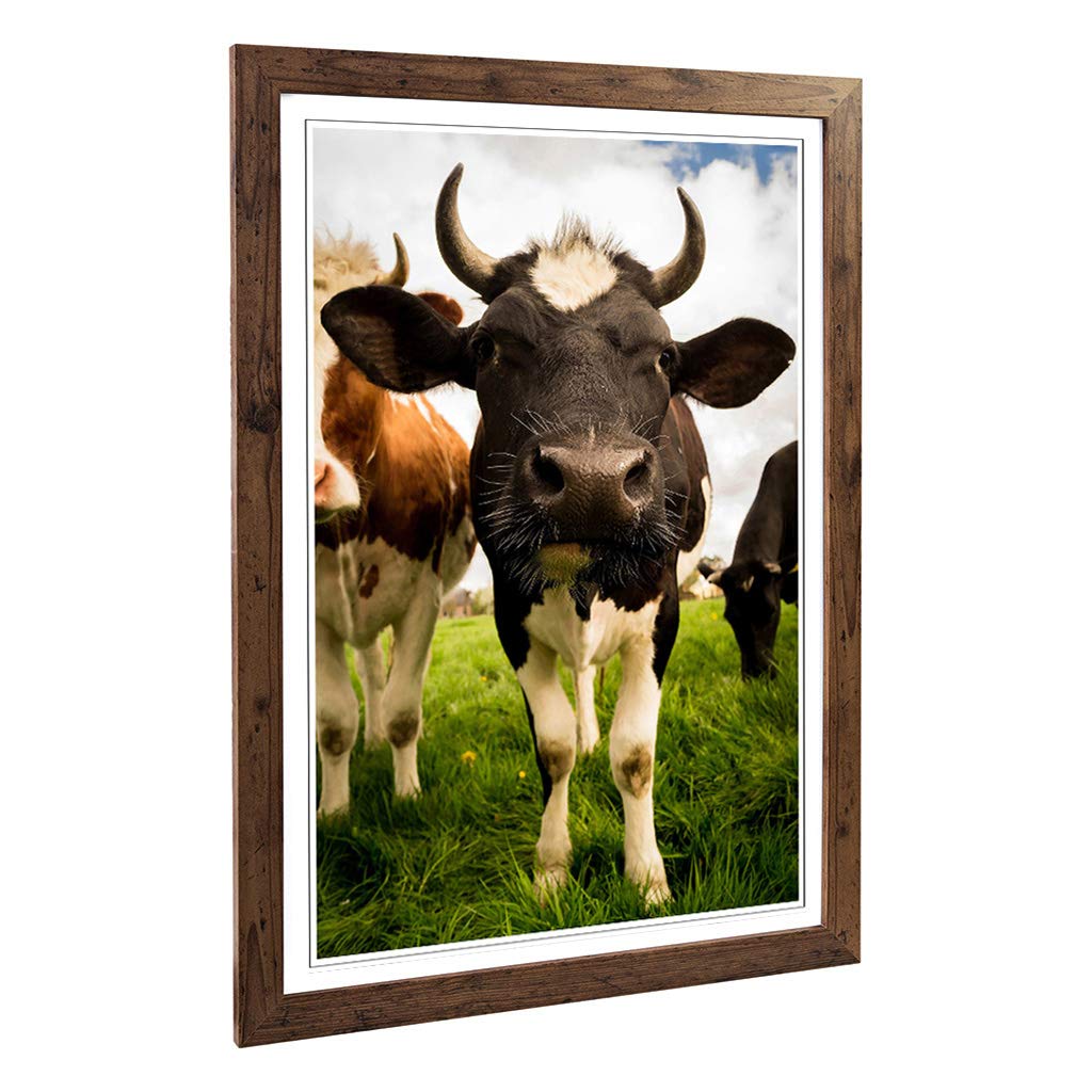 Big Box Art Framed Print of Cows Design | Wall Art Picture | Home Decor for Kitchen, Living, Dining Room, Lounge, Bedroom, Hallway, Office, Walnut, A2 / 24.5x18 Inch / 62x45cm