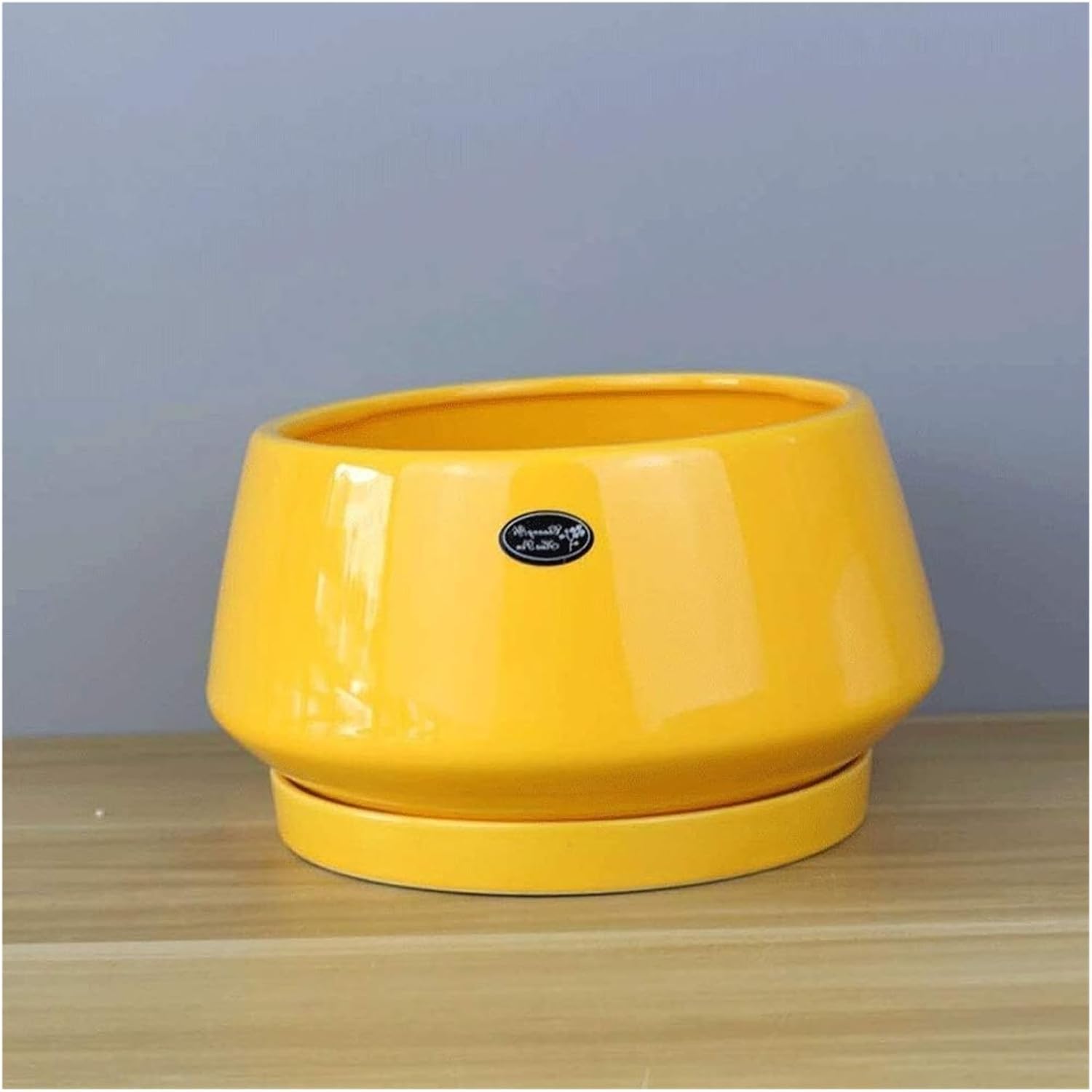 最高級樹形】 特大 フィカス ウンベラータ 螺旋仕立て 10号 陶器鉢 最