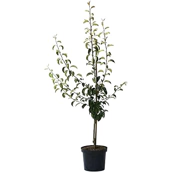 Pear Tree Clapps Favourite Summer Pear Bush Tree 110-140 cm in 9.5 Litre Pot Base Quince A