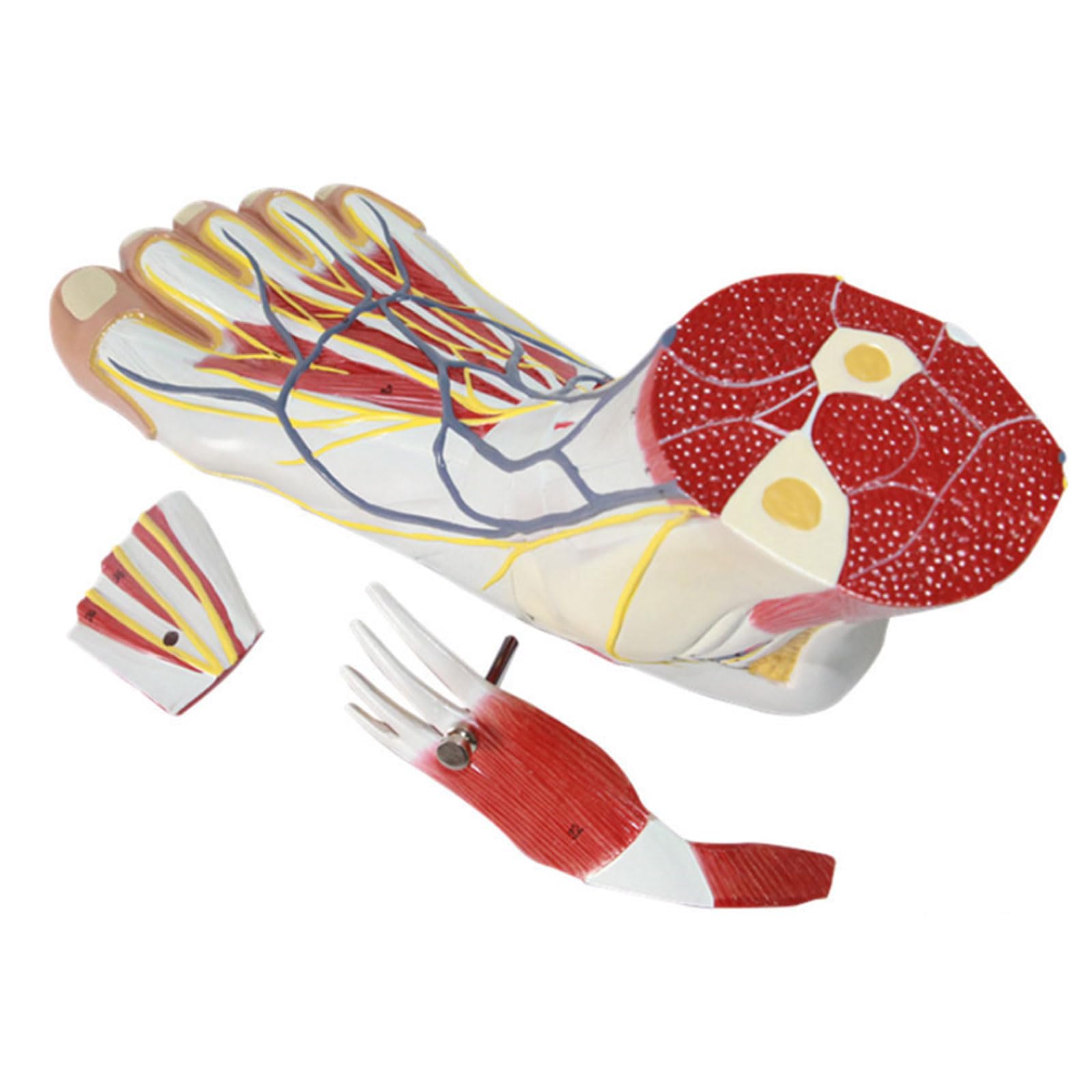 GTHTUHFD Classroom Study Parts Human Foot Muscle Hierarchy Foot Anatomy Model Foot Joint Muscle Neurovascular Ligament Model Joint