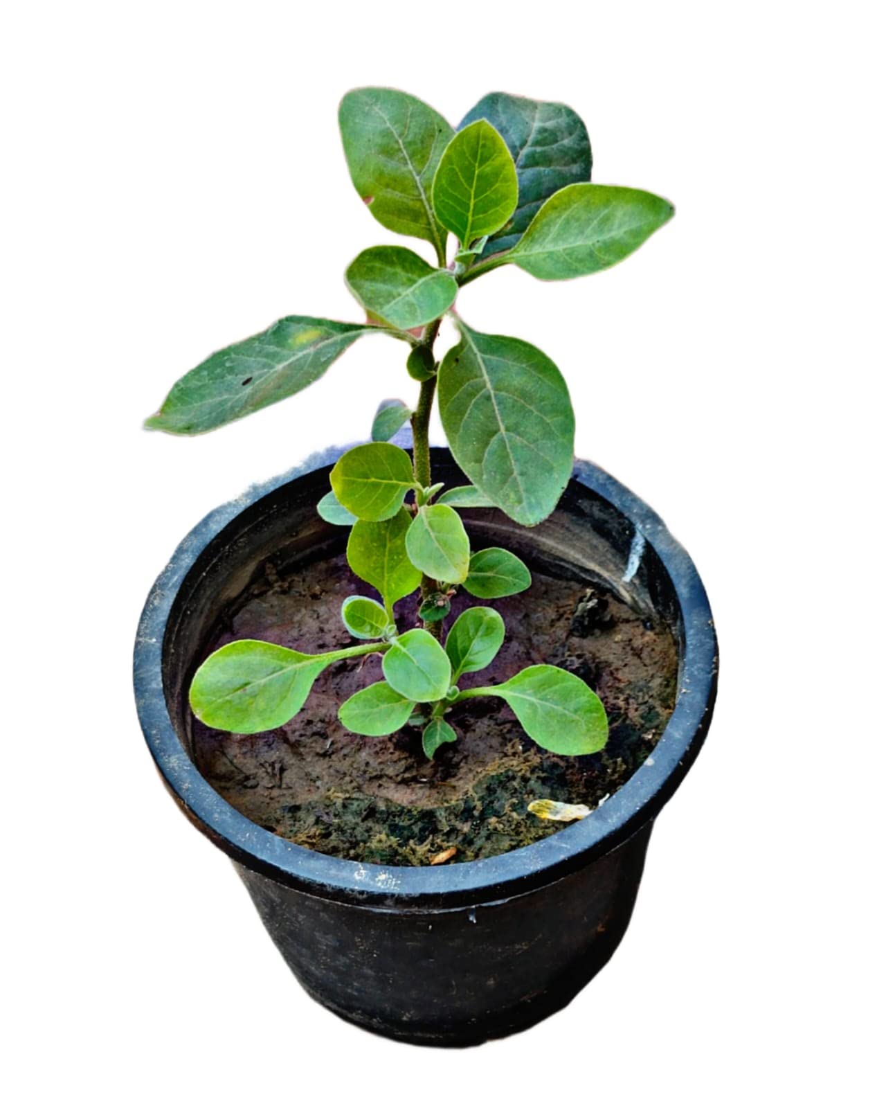 Sumit Greenery Ashwagandha Medicinal Live And Healthy Plant With Pot | Freesh Live Plant |safe Paking Coming Your Home (Pack Of 1) (B0BYDW4D26) Amazon Price History, Amazon Price Tracker