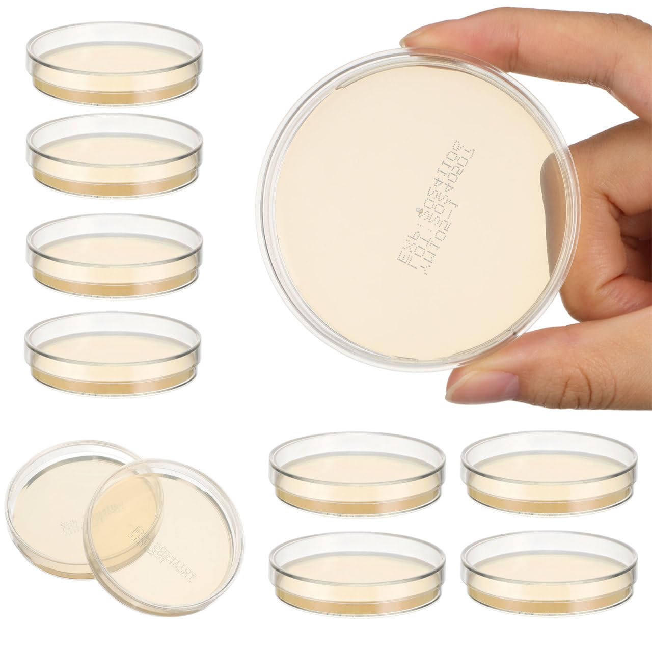 Baluue 10 Pezzi Di Petri Con Agar Nutriente 70mm, Pre-Sterilizzate Piastre Petri Con Agar Per Microbiologia Laboratorio, Esperimenti Scientifici E Progetti STEM Scolastici