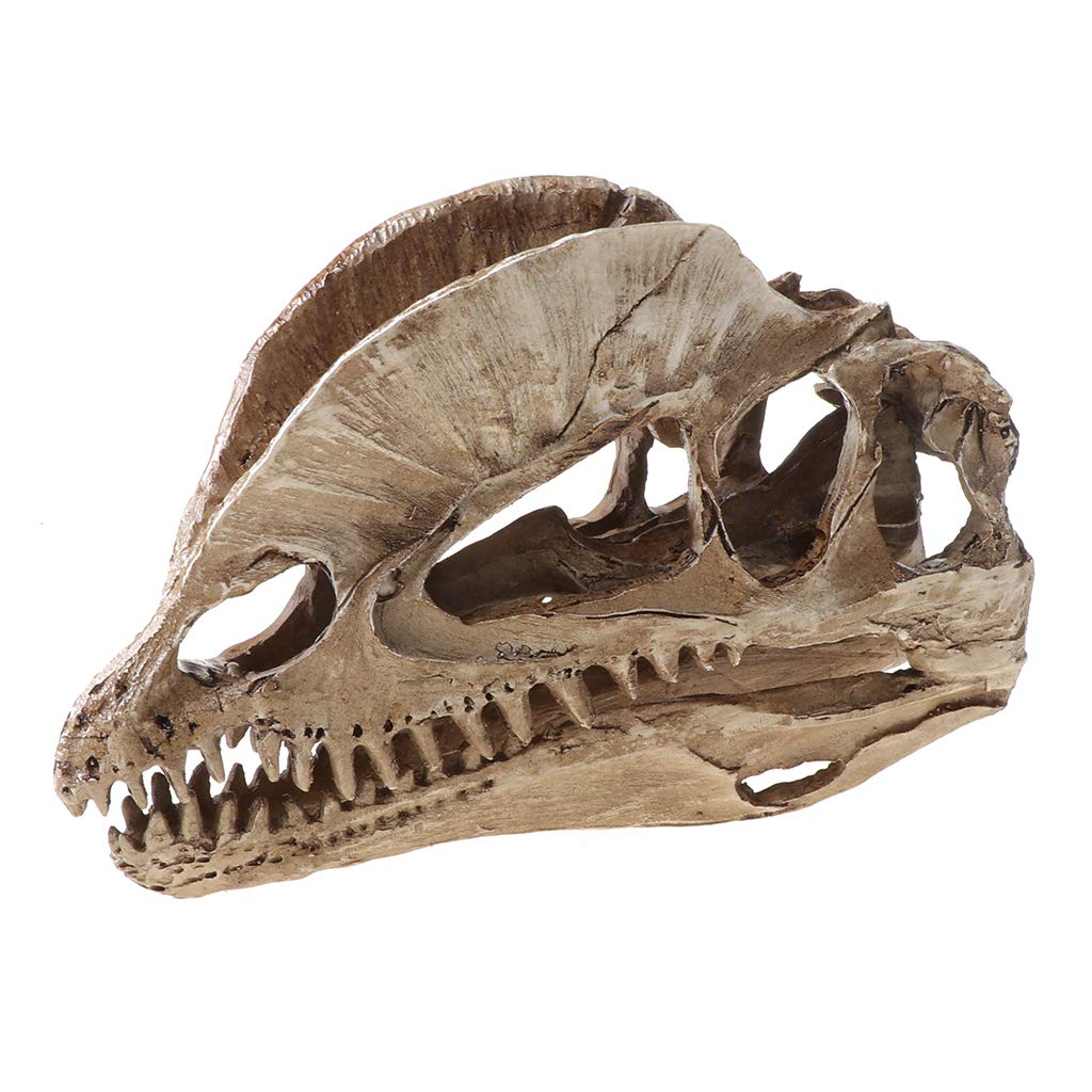Teschio dinosauro Dilofosauro in resina artigianale
