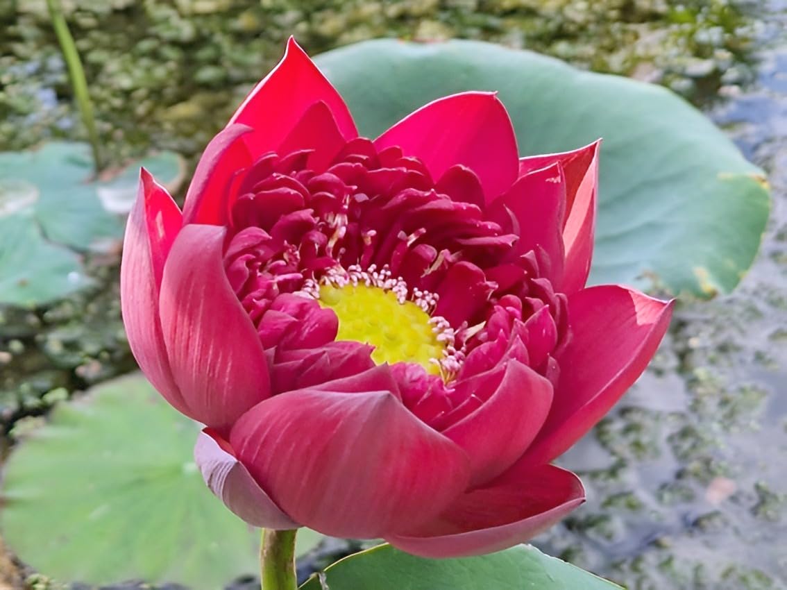 SEILOZBUNIA-Hybrid Big Lily Red Lotus Tuber Granted Blooming 30 Days Flower Plant Tree|| For Home Garden Outdoor Indoor Plant. 1