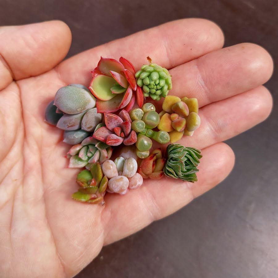 SUNNYPLANTS - Mini Sukkulenten 10 Stecklinge Mini Pflanzen Süße Sukkulenten Mini Zimmerpflanzen Miniaturpflanzen Kleine Pflanzen Zimmerpflanzen