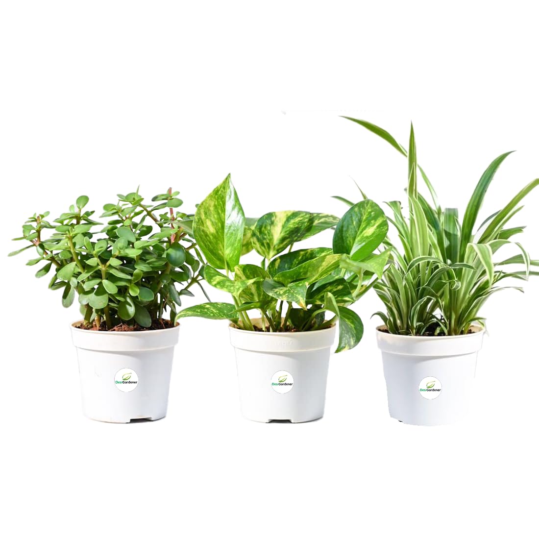 Lalthra Hanging Grass Plant - Easy Indoor Outdoor Decor -6