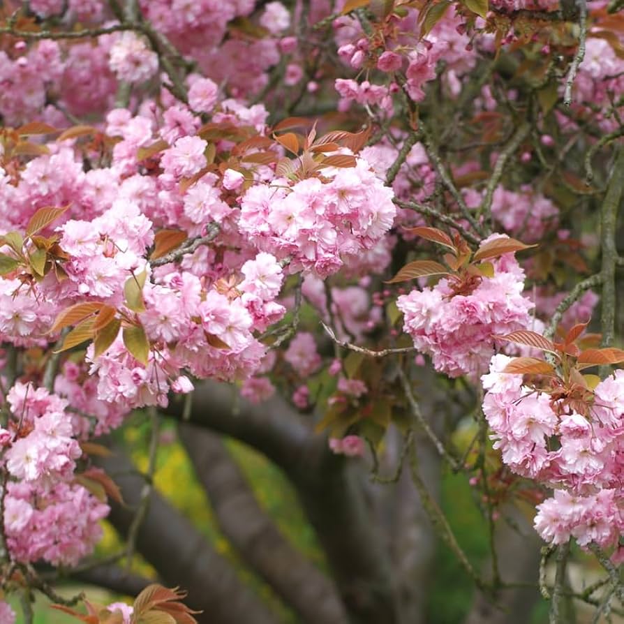 Amazon.com : Double Pink Cherry Blossom Tree Plant, Size 8