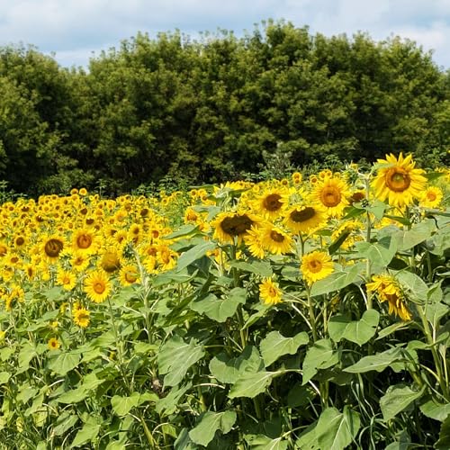 TnT Seed Company Sunflower Seeds for Planting 5 lb Bag (1/4 Acre) Food Plot Seed for Deer Birds Pheasants & Doves Bulk Sunflower Seeds for Gardens Pollinators & Cover Crop