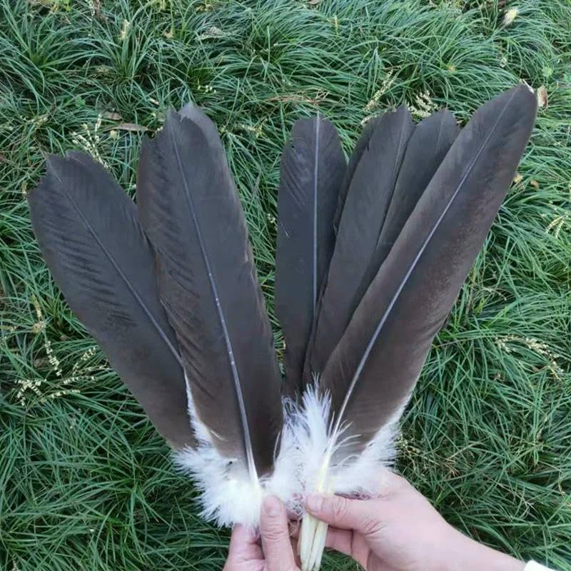 10 STÜCK, Adlerfedern, Schwanzfedern 40-50 cm aus natürlichen Steinadlerfedern - Standard