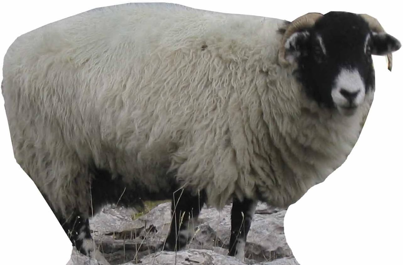 Star Cutouts Cut Out of Sheep