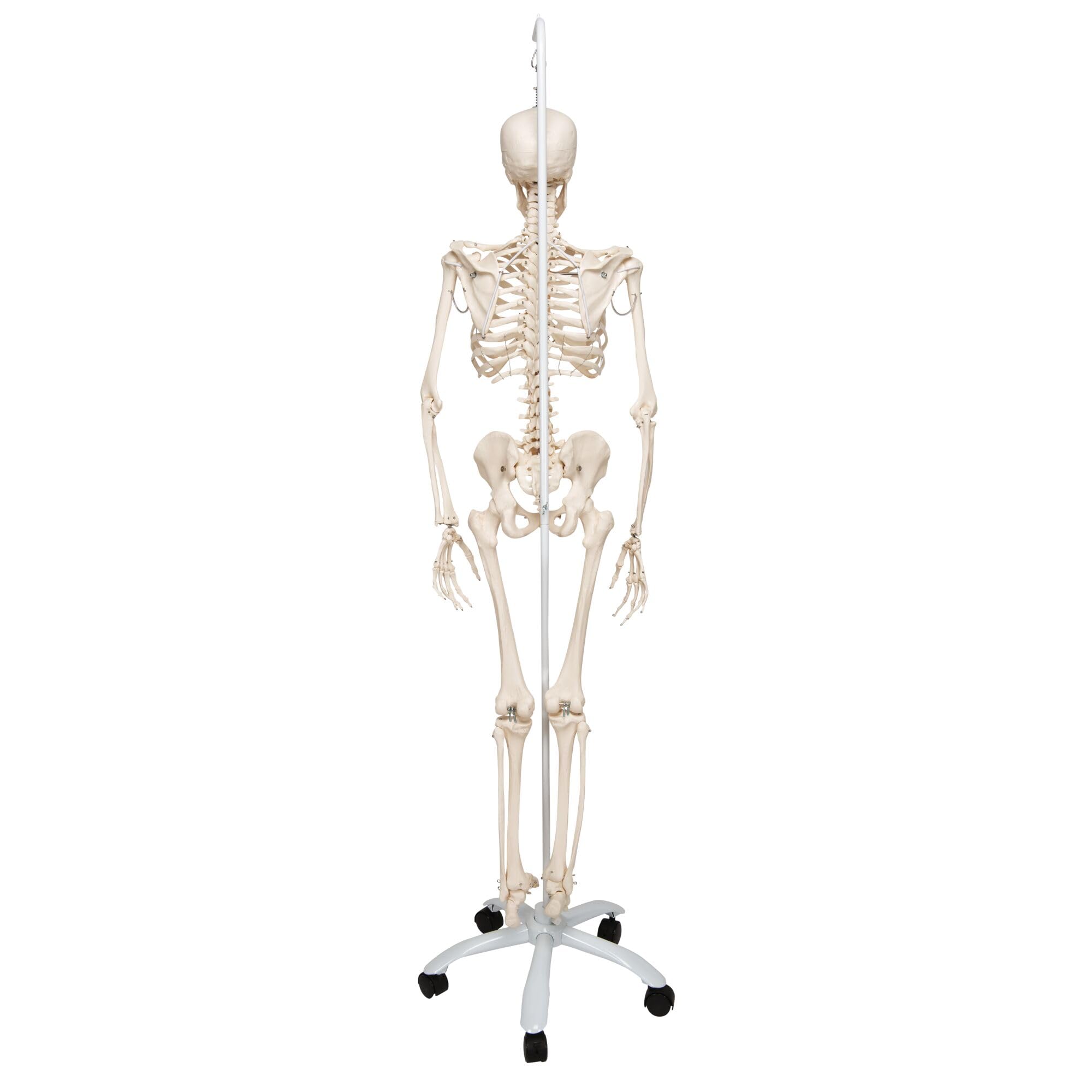 3B Scientific naukowa ludzka anatomia szkielet model Phil - fizjologiczny, na wieszaku A15/3 darmowe oprogramowanie anatomiczne - 3B Smart Anatomy