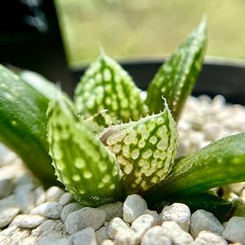 Amazon.co.jp: ハオルチア 闇の森 ハオルシア多肉植物 抜き苗