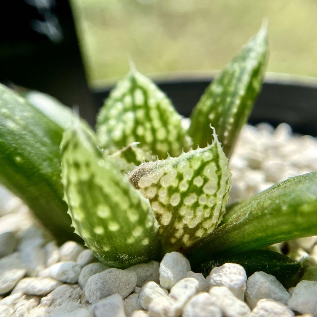 Amazon.co.jp: ハオルチア 闇の森 ハオルシア多肉植物 抜き苗