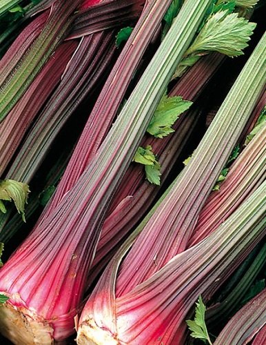 Peppermint Stick Celery - 100 Seeds