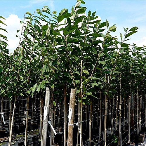 Sauerkirschbaum Morellenfeuer wohlschmeckend Halbstamm 150-170 cm im 10 Liter Topf Unterlage Alkavo