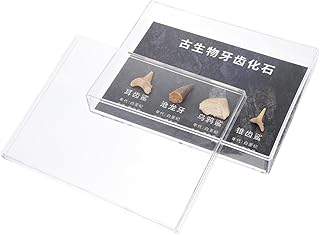 MUSISALY 1 Caixa Decoração De Casa Adorno De Paleontologia Adorável Pedra Irregular Aprendizagem Amostra De Pedra Espécime De Ensino Decoração De Pedra Irregular Ferramenta De Ensino Osso