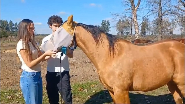 Fly Masks for Horses. Stops Sunburn, 70% Uv-Block. Breathable Fly Mask for Equines, Durable, Comfortable Fit for All-Day Protection. Horse Size, Fly Mask with Ears and Nose - image 8
