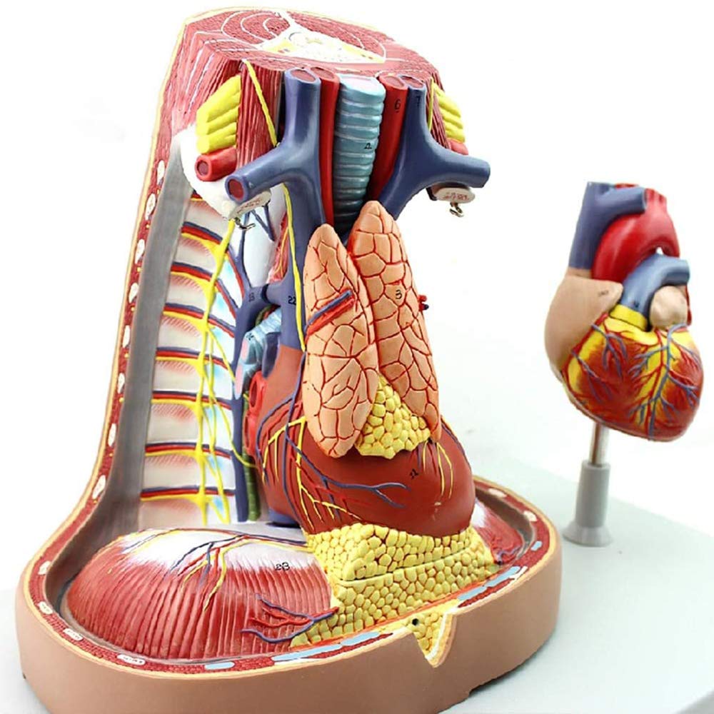 Model śródpiersia, Model Anatomiczny Serca, Mostek, Grasicy I Śródpiersia, Materiał Wsparcia Do Studiów W Klasie Nauk.