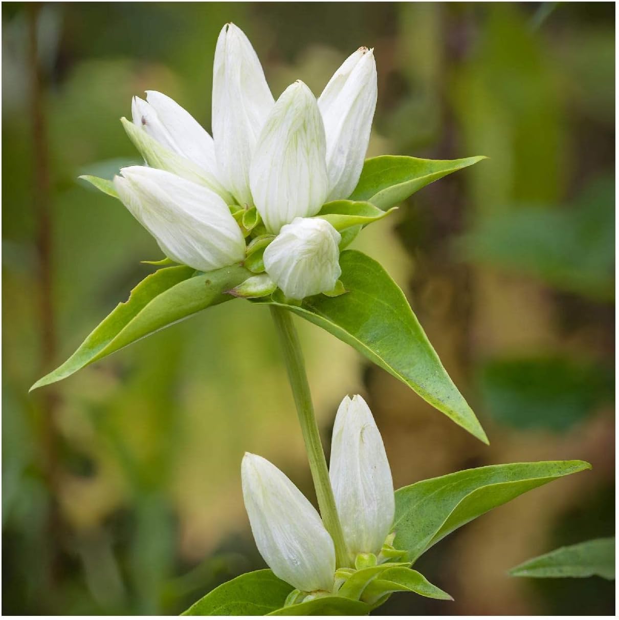 Everwilde Farms - 1 Oz Cream Gentian Native Wildflower Seeds - Gold Vault