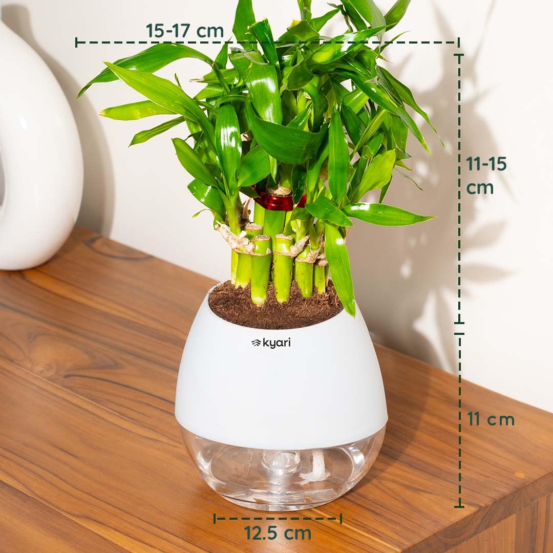 Kyari Lucky Bamboo 2 Layer Feng Shui Plant with White Self Watering Pot - Oval Pot 4 Inch - Image 3 thumbnail