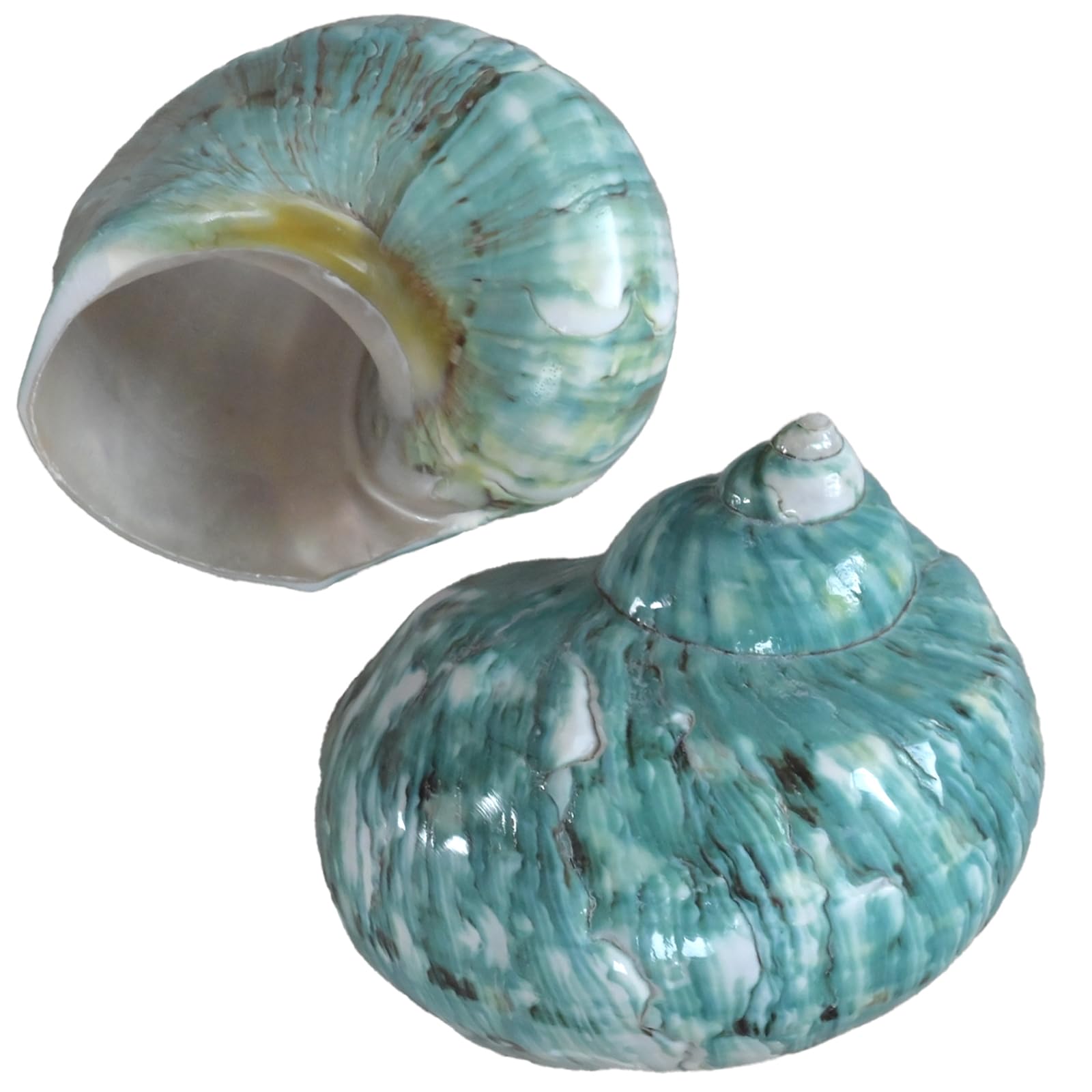 2pcs Large Hermit Crab Shells, XXL Size Opening 1.92.2